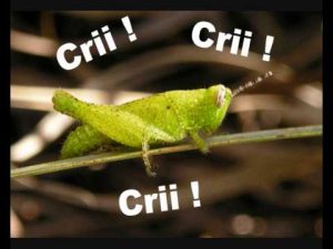 cricri